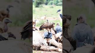 Vultures eat dead giraffes [upl. by Nhguavaj311]