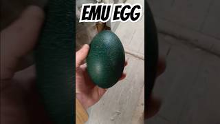 emu egg egg emu [upl. by Jacobs178]