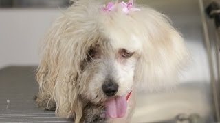 Homeless Dog Gets Makeover That Saves Her Life  Maggie [upl. by Tarsuss]