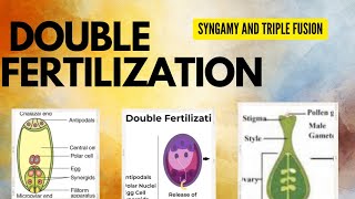 Chapter 1 Biology Reproduction in flowering plants ☘️ PART5  DOUBLE FERTILISATION CLASS 12 [upl. by Zackariah]