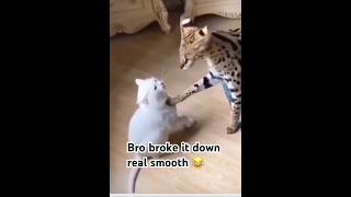 youtubeislife funny comedy cat cats catshorts catlover viral trending fyp voiceover yt [upl. by Soiritos274]