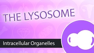 Intracellular Organelles The Lysosome [upl. by Mikiso888]