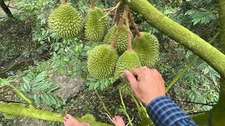 MUSANG KING  TOP Sầu Riêng Có Giá Bán Đắt Nhất [upl. by Glover]