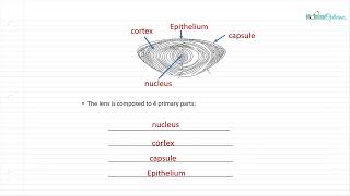 Optician Training The Crystalline Lens Ocular Anatomy Lecture 8 [upl. by Hoon]