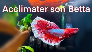 Betta Splendens  Acclimatation [upl. by Seidule]