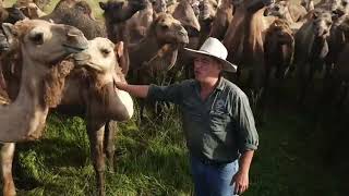 Where to Buy a Camel in Australia [upl. by Shirline]