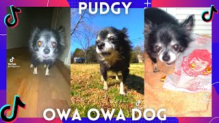 Pudgy owa owa dog Funniest TikTok compilation Part 2 [upl. by Alansen360]