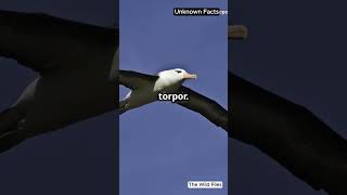 Albatrosses The Birds That Sleep While Flying [upl. by Aylsworth669]