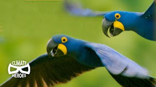 Hyacinth Macaws Run a Unique SeedDistribution Service  Wild to Know [upl. by Atilegna]