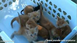 Basket of Meowing Kittens [upl. by Heddy768]