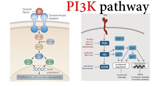 The PI3K  AKT  mTOR Pathway and Cancer Part 4 [upl. by Kenleigh]