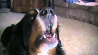 Bernese Mountain Dog Barking [upl. by Anelac]