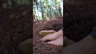 🍄Boletus pinicola🍄 boletuspinicola boletus mushroom micollizacion vida elbierzo naturaleza [upl. by Nosdivad]