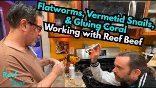 Flatworms Vermetid Snails amp Gluing Coral  Working with Reef Beef [upl. by Fredrick]