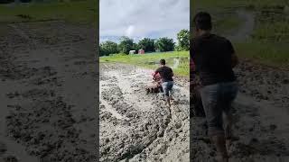 Tiller  Weeder in Paddy Field [upl. by Koetke]