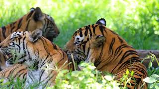 Riddhi Tigress Spotted with Three Adult Cubs in Ranthambores Zone 3 [upl. by Llerrit]