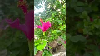 Different flower  in same plants video [upl. by Avid]