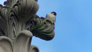 20240610 Riverside Church Peregrine Falcons [upl. by Llerrahs]