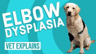 Elbow Dysplasia in Dogs [upl. by Formica832]