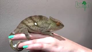 LOOK AND BUY  Parsons chameleon Calumma parsonii Orange eyes male PINTA 255 cm [upl. by Hagile]