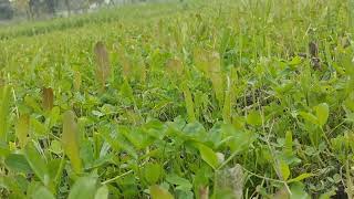 Grassy land in village greengrass greenry pakistan punjabi Saraiki balochistan kpk gb globe [upl. by Ailecec555]