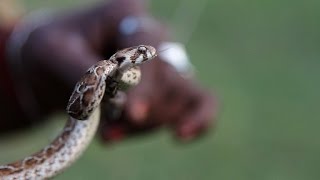 The snakecatching tribe saving lives in India [upl. by Jecho]