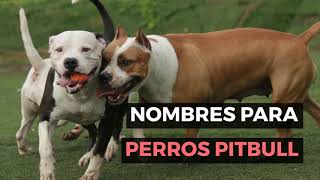 🥇 MEJORES NOMBRES PARA PERROS PITBULL 🐾 ¡UNICOS PARA HEMBRAS Y MACHOS [upl. by Medin]