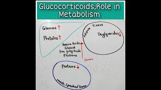 Role Of Glucocorticoids in Metabolism [upl. by Mad]