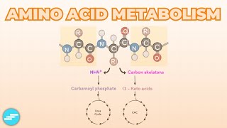 Amino Acid Metabolism [upl. by Veator]