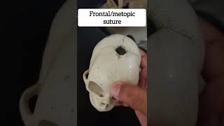 Fetal skull in Hindi  OBG classes  Anatomy nursing [upl. by Anyk998]