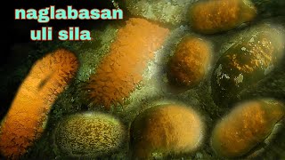 ep355Dive2 naglabasan ang balatan sa dating spot jackpot night spearfishing Philippines [upl. by Llehctim246]