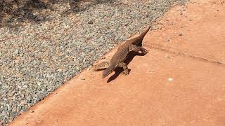 On the hunt Bungarra lizard WA Australia [upl. by Collette964]