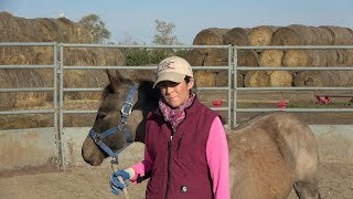 Groundwork with a Weanling [upl. by Luise]