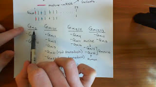 Heterotrimeric G Proteins Part 2 [upl. by Karl]