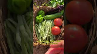 Uses of baking soda on vegetables gardaning viralvideo gardening gardining homegardening fyp [upl. by Osyth]