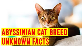 Abyssinian Cat Breed 7 Things To Know Before Buying One All Cats [upl. by Airalednac]