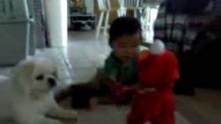 A Boy A Dog and TickleMe Elmo [upl. by Neelav]