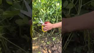 RT 89911168915115444599 mini rotary tillage and ridging allin one tree 🌲 short view rogatorshort [upl. by Eintruok911]