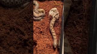 Baby Hognose snakes hatching hognose snake reptile [upl. by Ruthann]