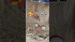 Albino Red Ayes Hatching 🐣 Start  MSOfficial  shortvideo viralvideo viralreels lovebirds [upl. by Arrac991]