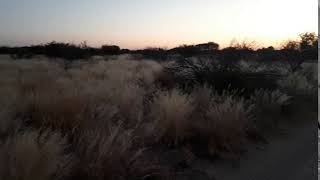 Barking Gecko Central kalahari Botswana [upl. by Dahraf]