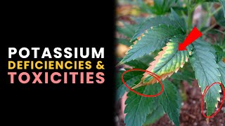 Potassium K Deficiencies amp Toxicities in Plants Pt 2 [upl. by Pammie431]