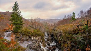 EXPLORING SCOTLANDS RAINFOREST  one of the worlds most unique forest habitats [upl. by Nerin243]