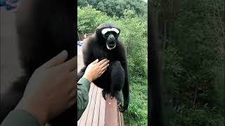 gibbon monkey  gibbon monkey sound [upl. by Lleinad912]