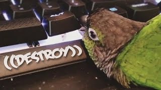 Birb destroys keyboard [upl. by Ahsikel557]