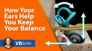 How Your Ears Help You Keep Your Balance [upl. by Finnegan]