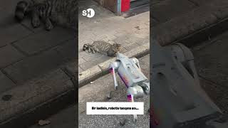 KEDİ İLE ROBOT’UN TANIŞMA ANI… shorts [upl. by Rugg]