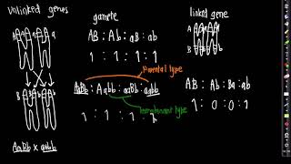 Autosomal linkage A Level CIE [upl. by Werna]