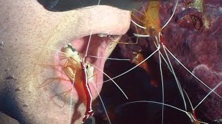 Shrimps and Cleaners  Reef Life of the Andaman  Part 21 [upl. by Jobie]