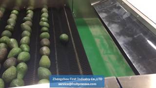 Avocado processing line avocado grading machine avocado waxing line First Industry [upl. by Kalvn641]